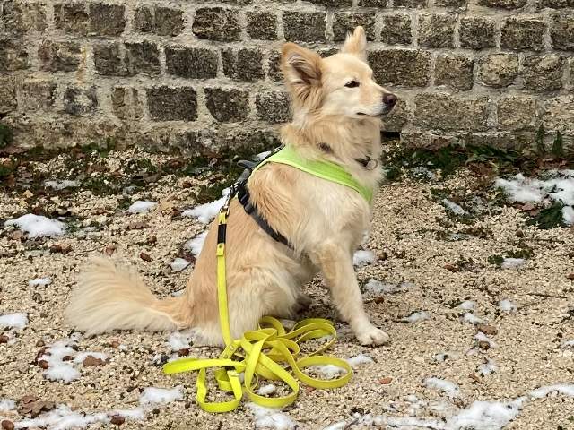 Hund mit Leine